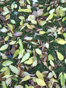 img_20161016_113909-2